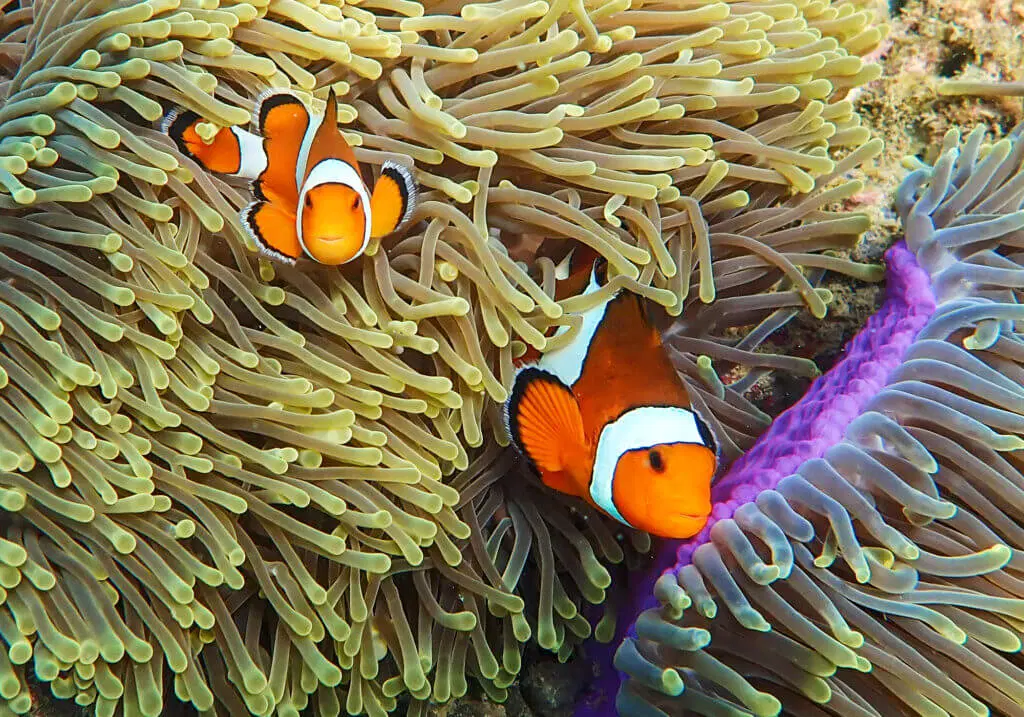 Half Day Morning — 3 Khai Islands Tour PT-3 image 4