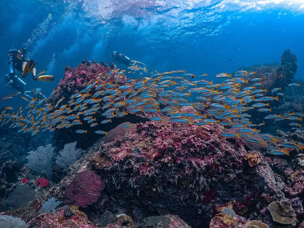 Racha Island & Dolphin Speedboat Tour PT-1 image 2