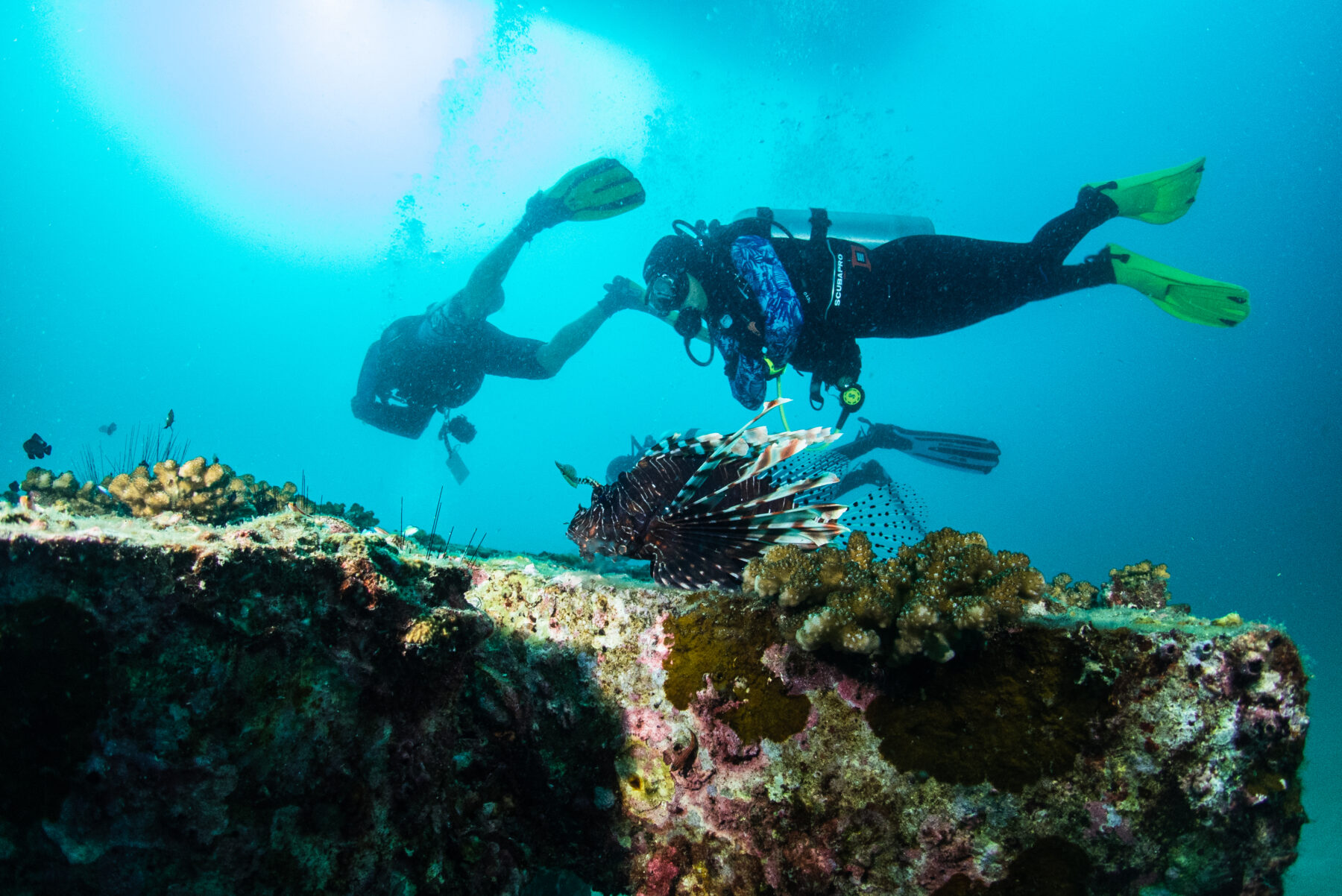 Racha Island & Dolphin Speedboat Tour PT-1 image 3