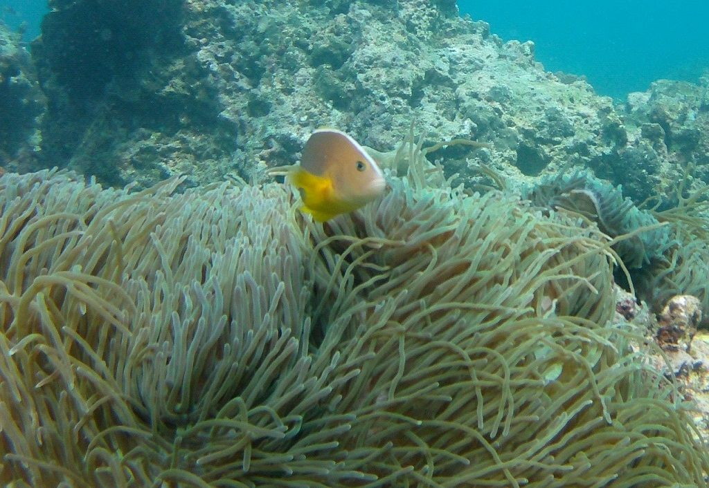 Racha Island & Dolphin Speedboat Tour PT-1 image 4