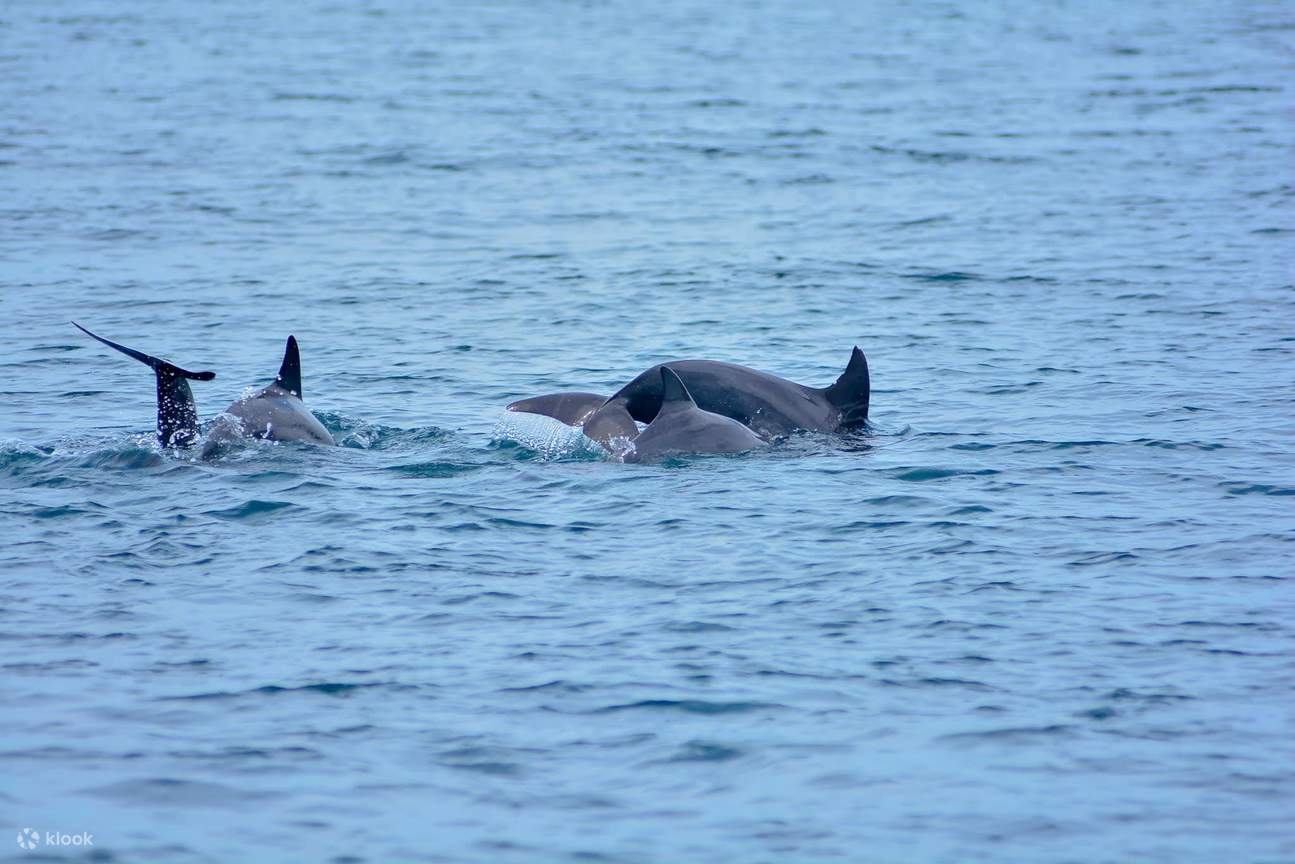 Racha Island & Dolphin Speedboat Tour PT-1 image 7